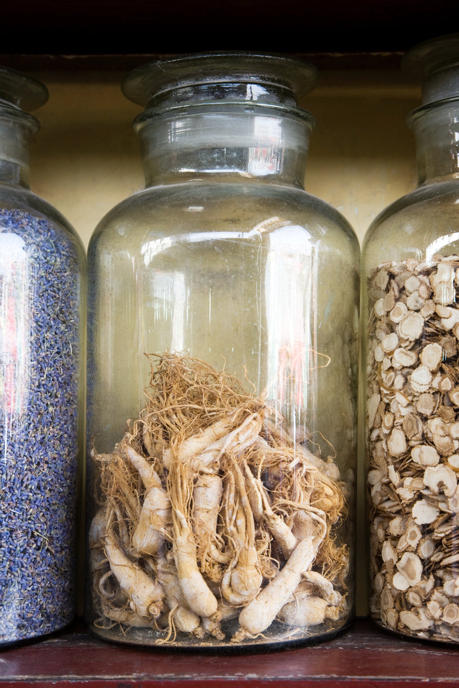 Bacopa Monnieri: The Ancient Nootropic Behind Modern Focus